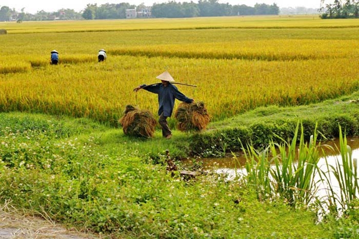 Ảnh minh họa: Internet