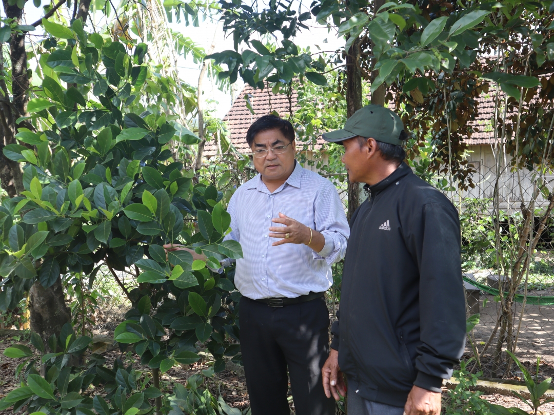 Bí thư Huyện ủy, Chủ tịch HĐND huyện Võ Ngọc Tuyên kiểm tra mô hình trồng cây mít thái tại xã Yang Tao.
