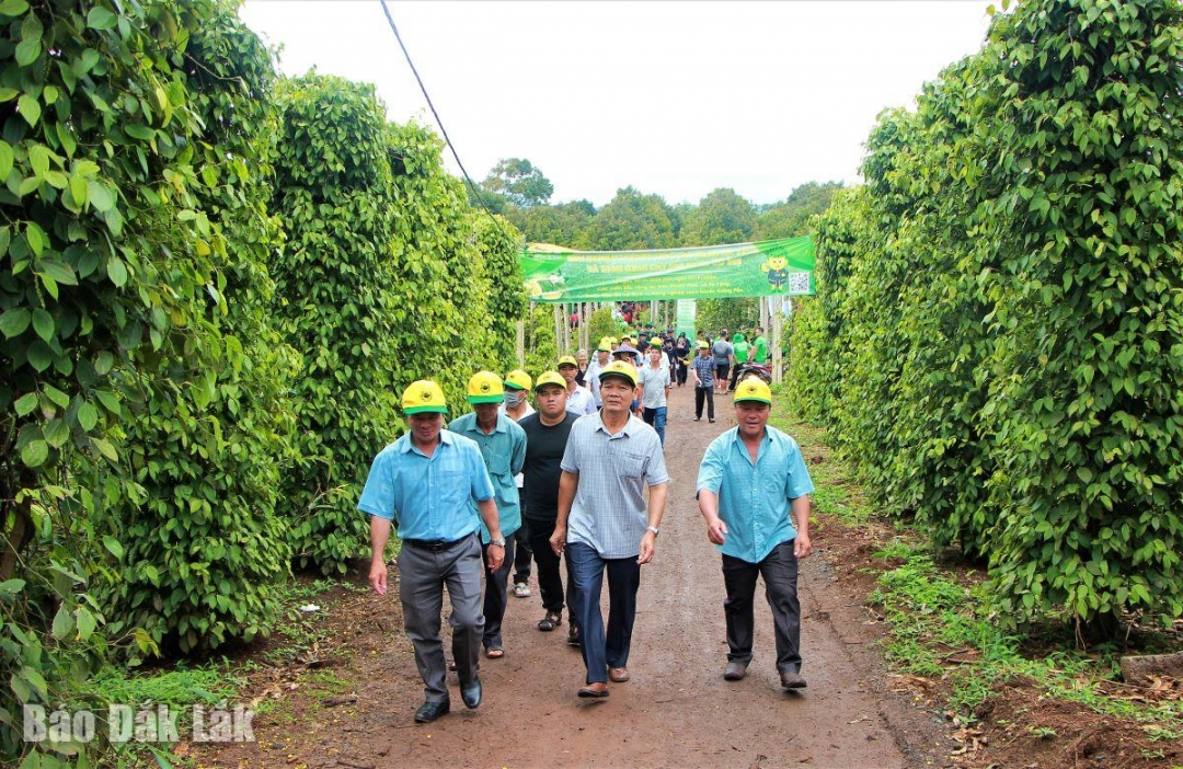 Nhiều cán bộ, nông dân đến tham quan học hỏi kinh nghiệm tại vườn sầu riêng tham quan.