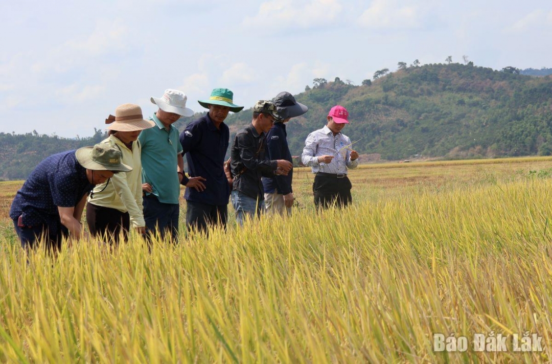 mô hình Giải pháp lúa xanh giảm phát thải và tăng năng suất tại xã Bình Hoà (huyện Krông Ana).