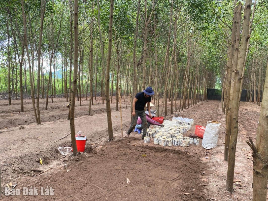 ứng dụng rộng rãi công nghệ trồng nấm linh chi đỏ dưới tán rừng tại nhiều địa phương trên cả nước, mở ra hướng đi mới trong phát triển kinh tế.