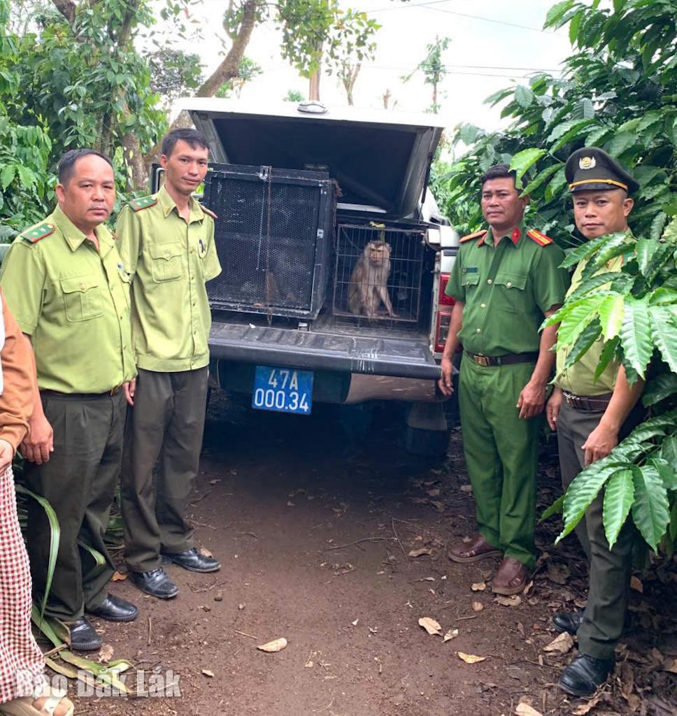 Hạt Kiểm lâm khu vực Buôn Đôn và Công an xã Ea MDroh tiếp nhận hai cá thể độgn vật quý hiếm do người dân giao nộp.