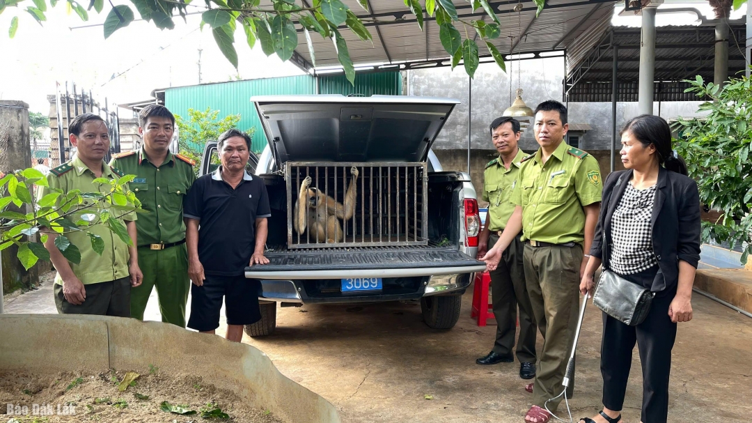 Lực lượng chức năng tiếp nhận cá thể vượn má vàng do người dân giao nộp. 