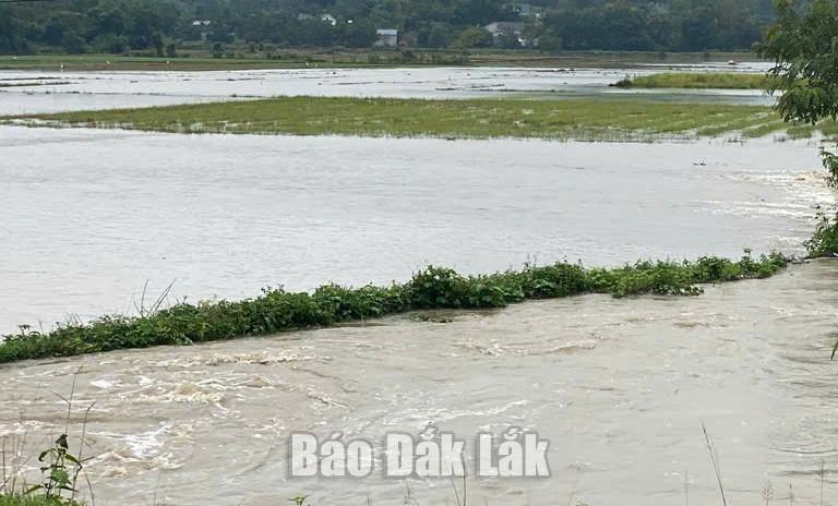 Một cánh đồng lúa vụ thu đông trên địa bàn xã Liên Sơn Lắk bị ngập lụt do mưa lớn trong những ngày qua.