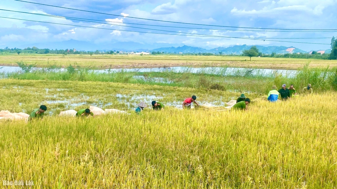 Nhiều diện tích lúa của người dân bị ngập sâu.