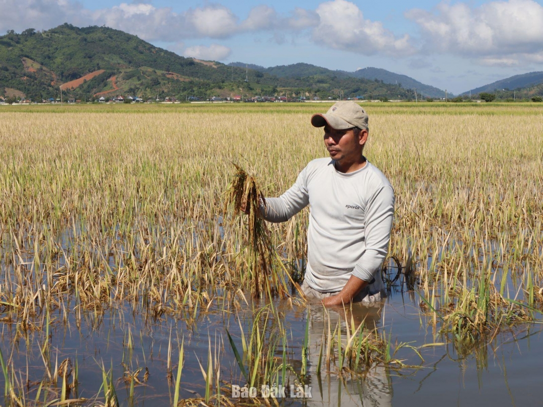 Ruộng lúa của gia đình ông Đàm Minh Phụng chuyển màu đen sì sau nhiều ngày ngâm trong nước lũ.