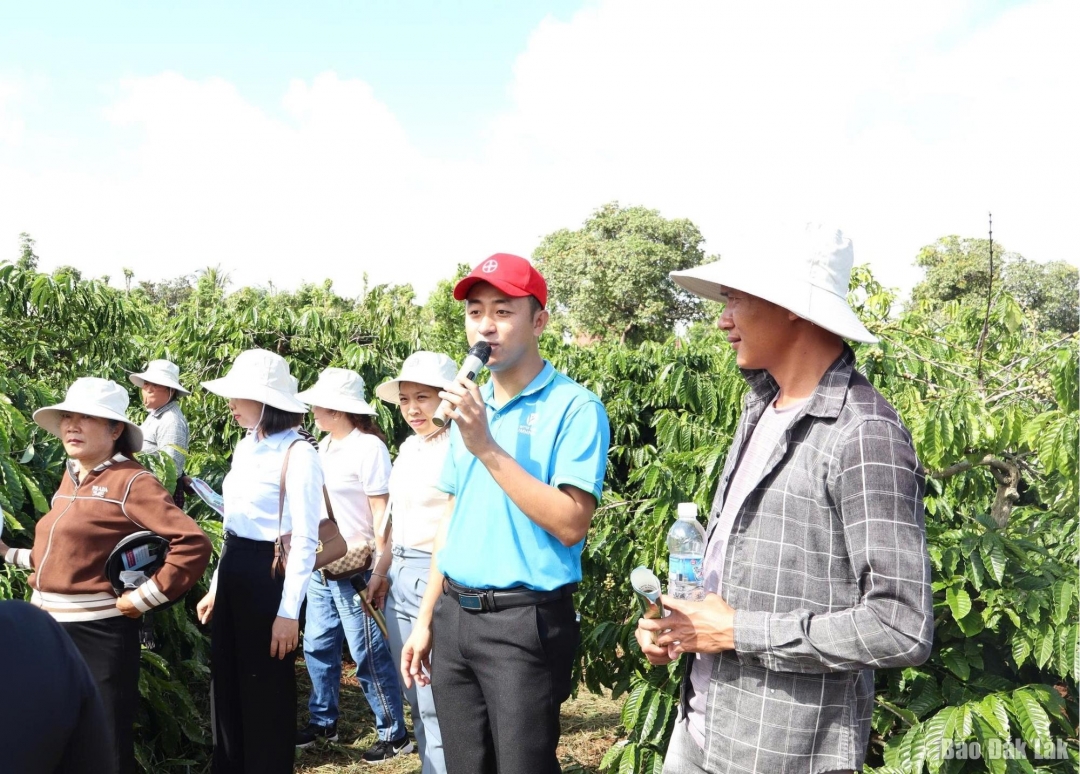 Các đại biểu tham quan mô hình trình diễn Quản lý sức khỏe cây trồng tổng hợp (IPHM) trên cây cà phê vối.