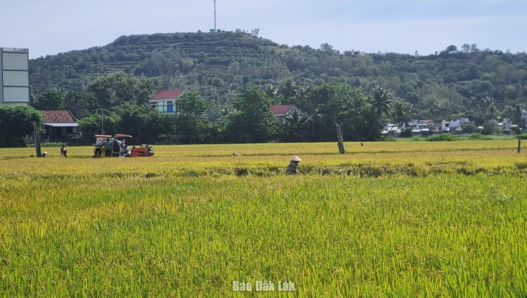 Nông dân thu hoạch lúa vụ Hè thu 2025 trên địa bàn xã Tuy An Đông.