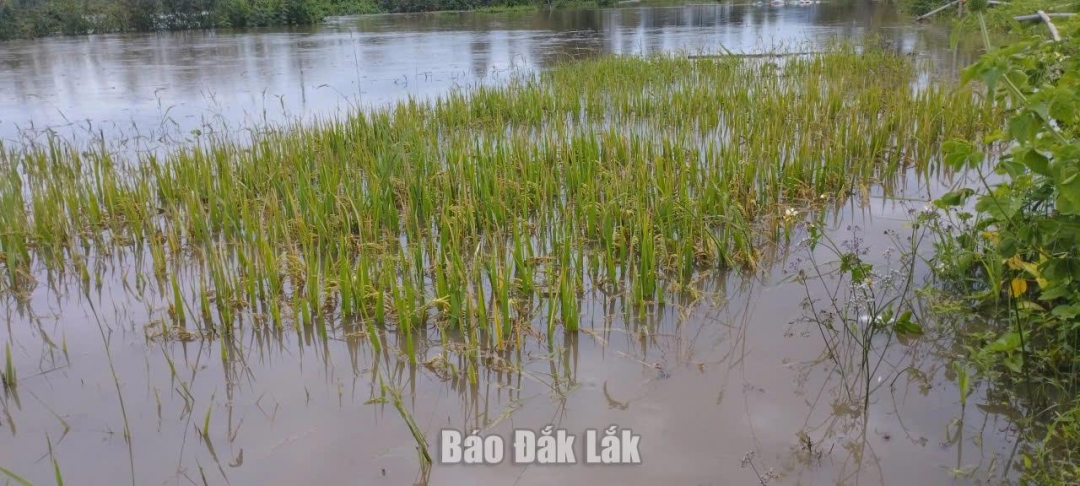 Cánh đồng lúa vụ hè thu trên địa bàn xã Đắk Liêng bị ngập lụt.