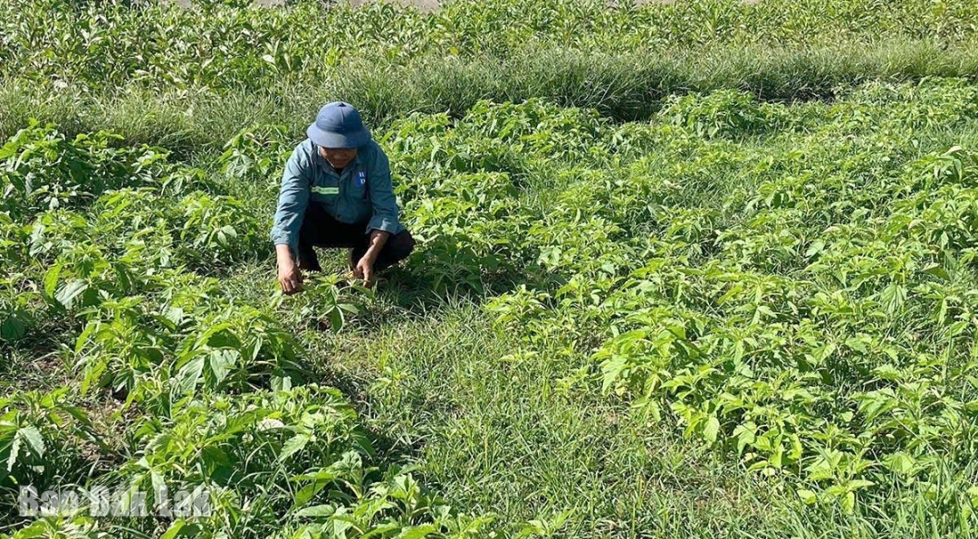 Giống mè Nhật Bản phù hợp thổ nhưỡng đang phát triển tốt trên đồng ruộng ở phường Đông Hòa.