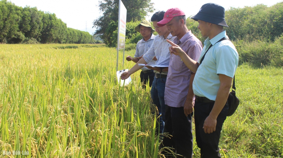 Đơn vị thực hiện đề tài kiểm tra mô hình trồng lúa bằng chế phẩm sinh học tại xã Tây Hòa..


