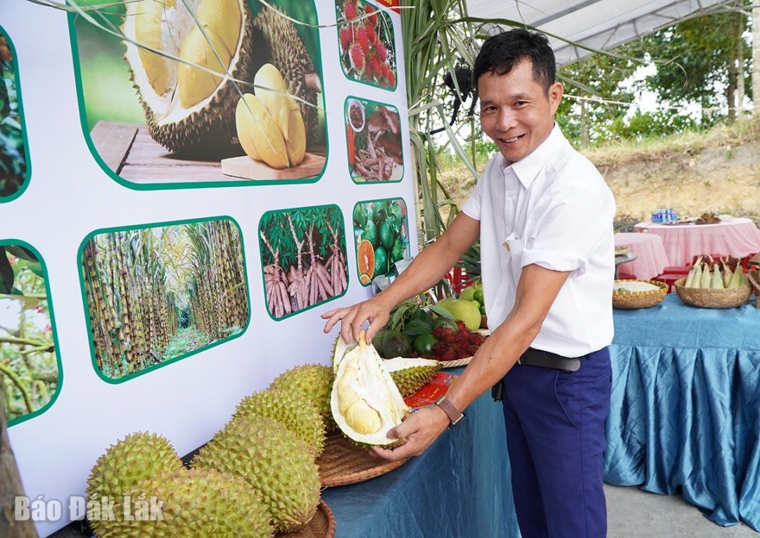 Sầu riêng tại các xã Ea Bá, Sông Hinh sẽ chính thức vào vụ thu hoạch rộ tầm tháng 10.