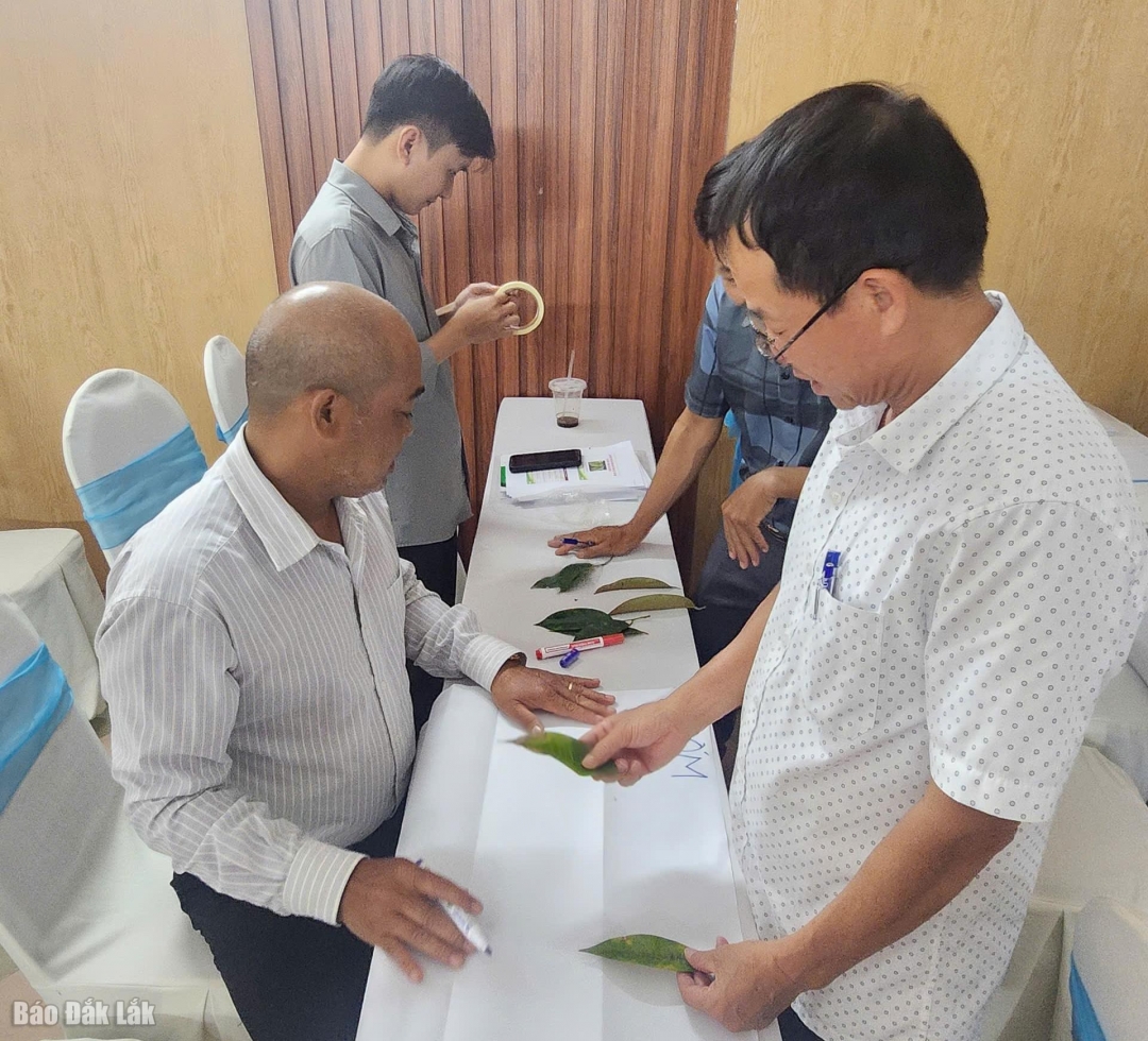Các học viên thực hành cách nhận biết sức khỏa cây sầu riêng thông qua lá.
