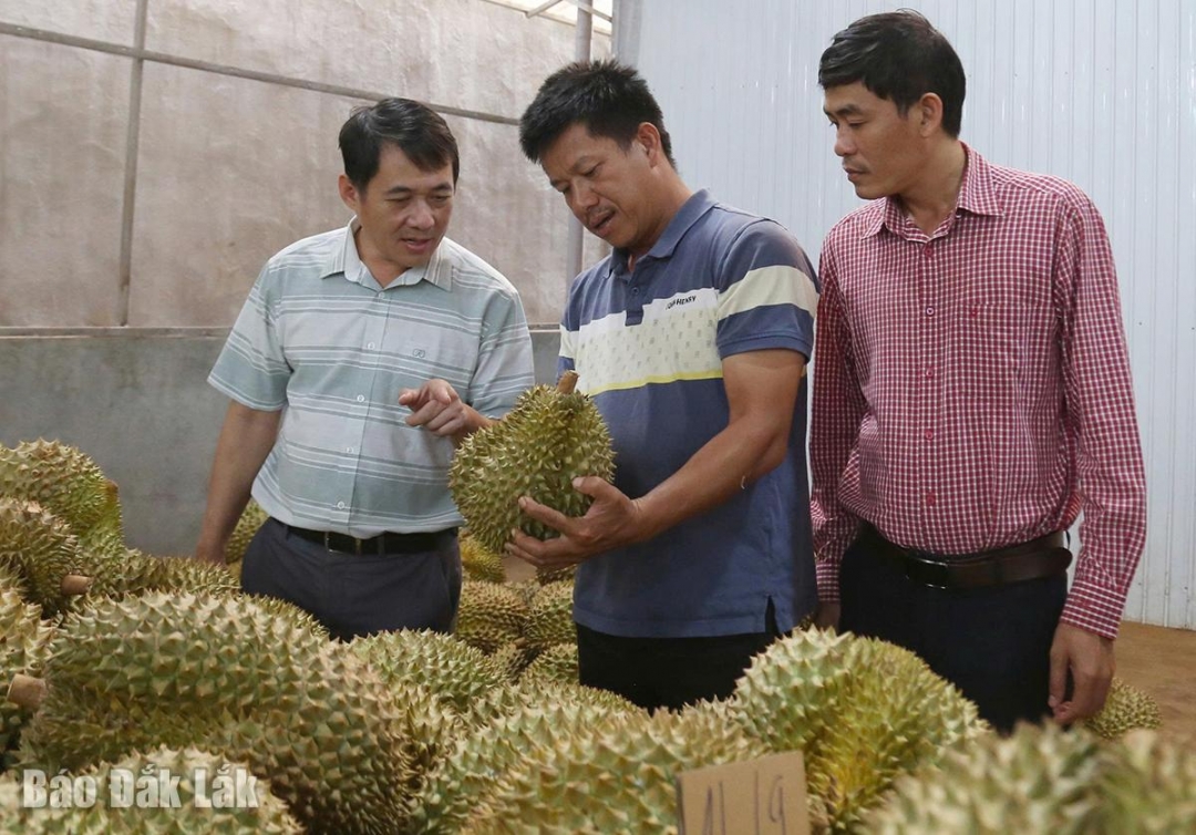 Đảng viên Trần Văn Thắng, Giám đốc HTX Nông nghiệp xanh Krông Pắc (giữa) kiểm tra chất lượng sầu riêng trước khi bán ra thị trường. Ảnh: CTV