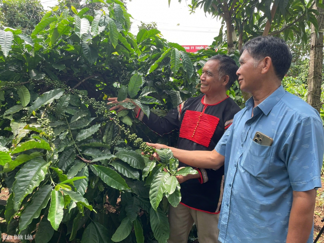 Cà phê là một trong những cây trồng chủ lực của tỉnh Đắk Lắk.