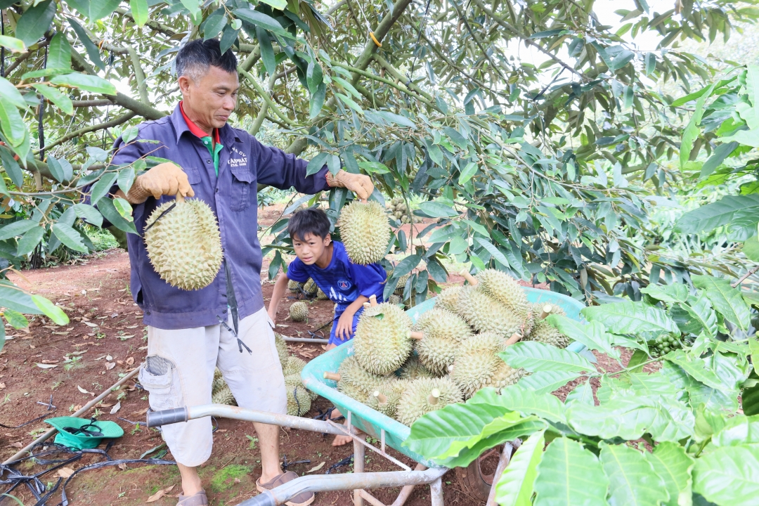 sầu riêng