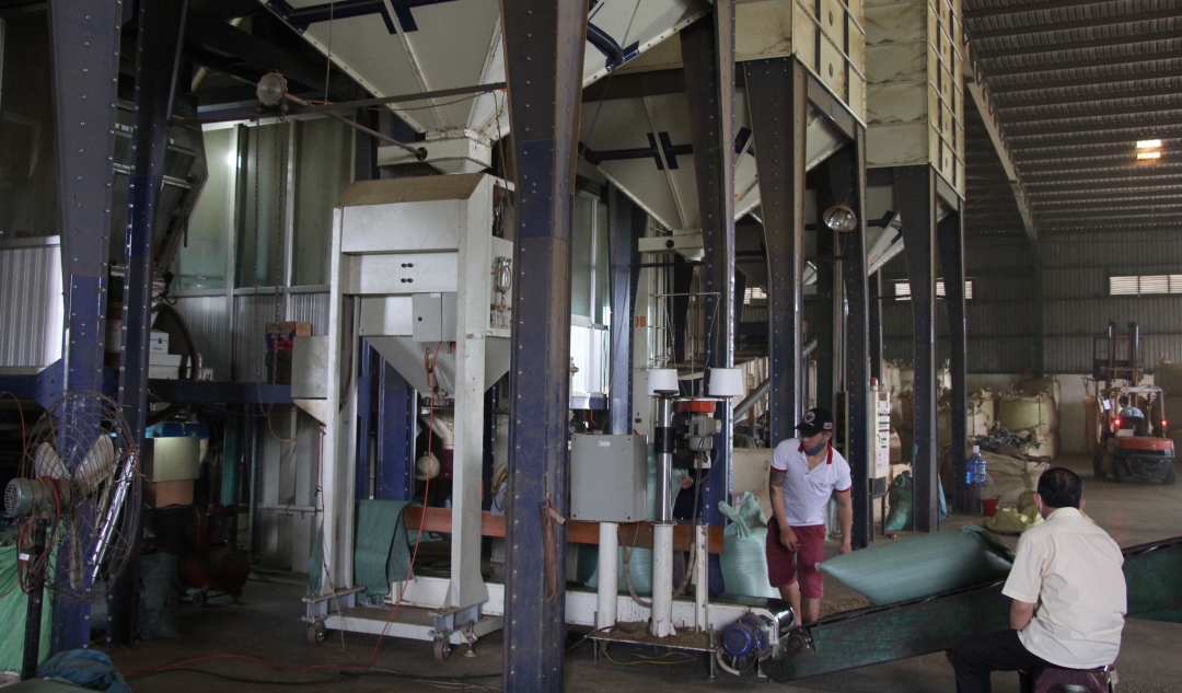 Một cơ sở chế biến cà phê trong Khu công nghiệp Hòa Phú