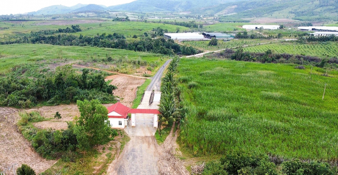 Dự án Đầu tư phát triển chăn nuôi đại gia súc hướng thịt tại huyện M’Drắk của Công ty Sao Đỏ.