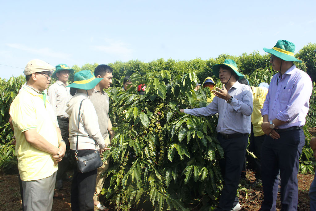 Nhà khoa học, chuyên gia và nông dân tham quan mô hình