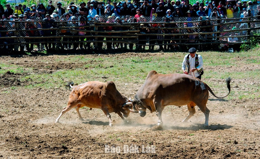 Hội chọi bò của đồng bào Mông xã Cư Pui, huyện Krông Bông. Ảnh: Hữu Hùng.