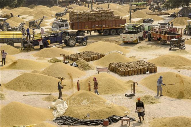 Lúa được bán tại một chợ ngũ cốc ở Amritsar, Ấn Độ. Ảnh: AFP/TTXVN