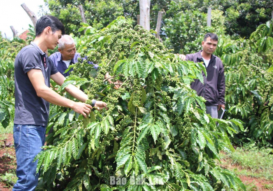 Cán bộ, nhân dân xã Ea Ral, huyện Ea Hleo canh tác cây trồng (Ảnh minh họa)