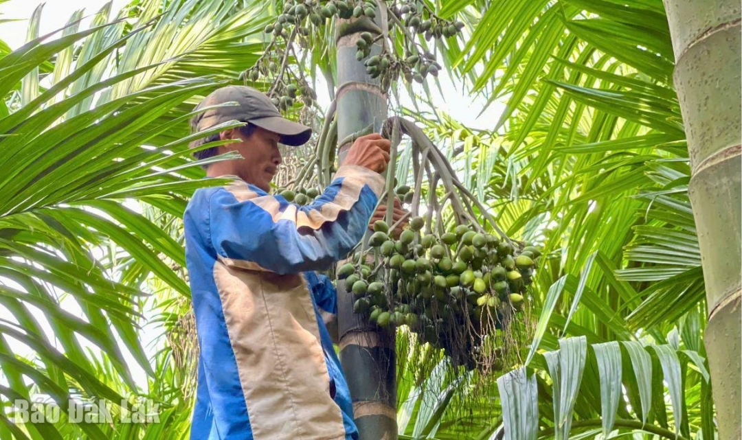 Người dân huyện Cư Kuin thu hoạch cau.