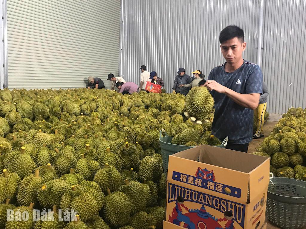 Sầu riêng là cây trồng chủ lực mang lại nguồn lợi kinh tế tại xã Quảng Phú (Trogn ảh; Thu mua sầu riêng xuất khẩu tại một doanh nghiệp ở xã Quảng Phú)