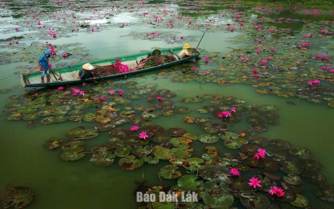 Hoa súng trên hồ Lắk đã và đang góp phần tạo nên điểm nhấn thu hút khách du lịch tham quan và trải nghiệm. Ảnh: Tuấn Ninh