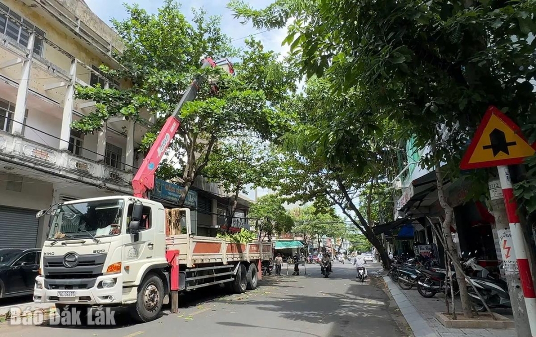 Cây xanh trên các tuyến đường ở phường Tuy Hòa được cắt tỉa gọn gàng.