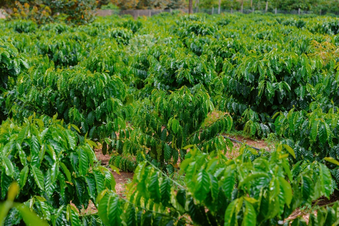 Việt Nam hiện là quốc gia xuất khẩu cà phê đứng thứ hai thế giới sau Brazil.