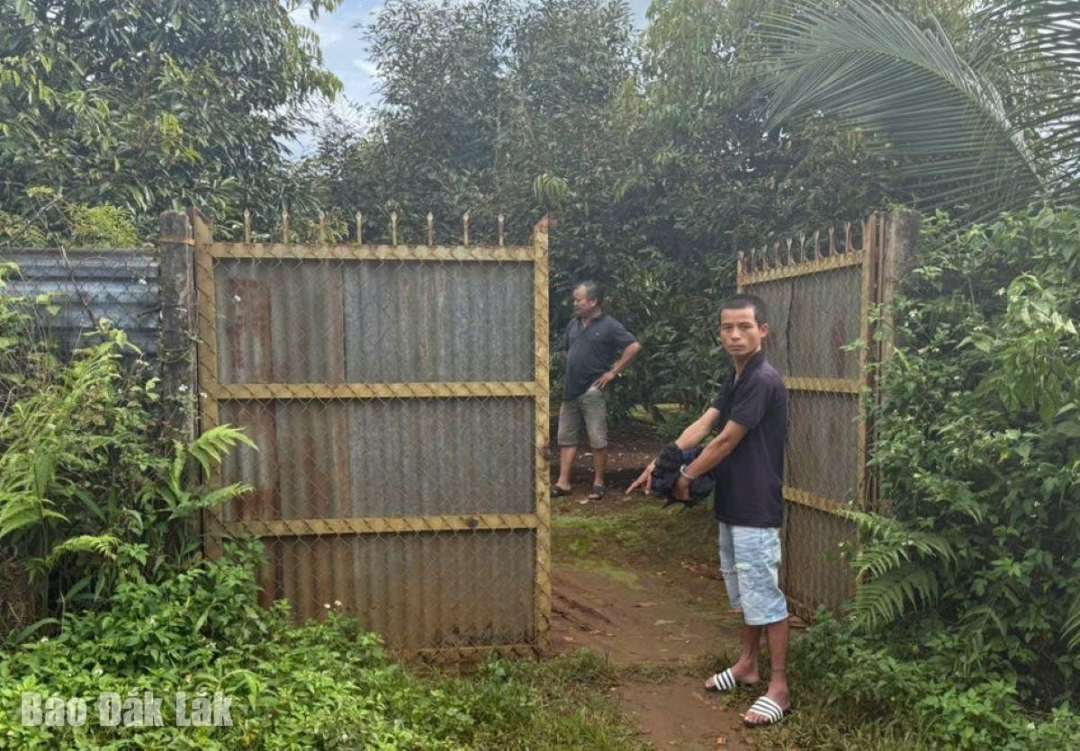 Một trong số các đối tượng trộm sầu riêng đang tái hiện lại hiện trường vụ việc.