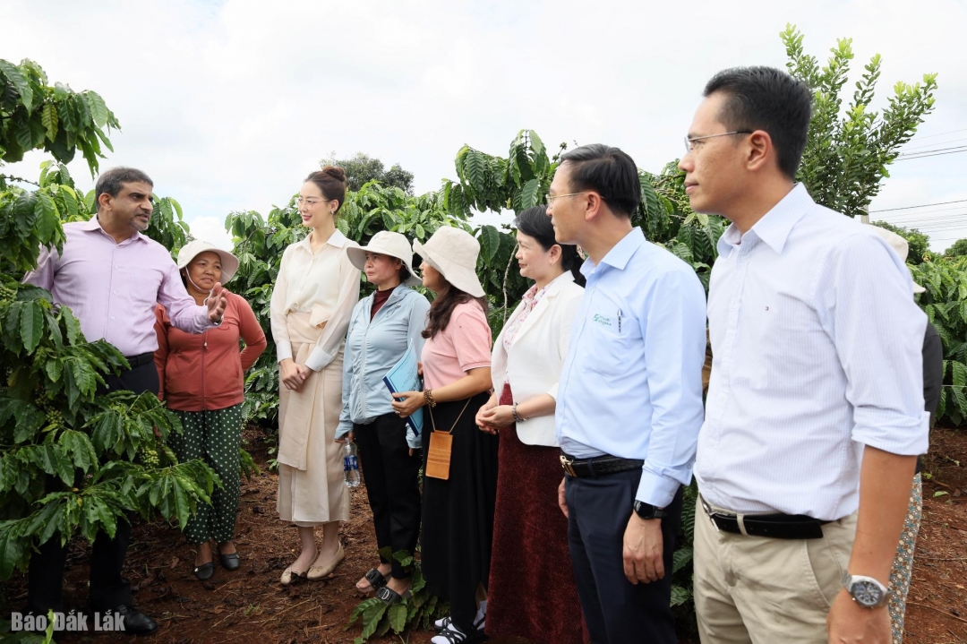 Các đại diện thăm thực tế vườn cà phê và chia sẻ kinh nghiệm trong canh tác bền vững.