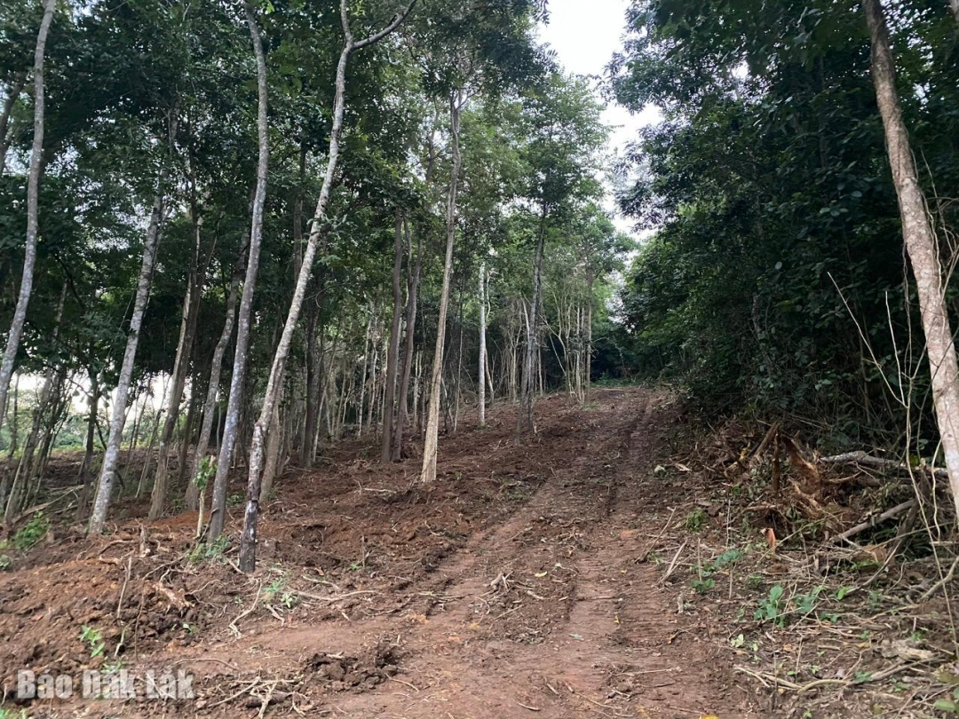 khu rừng bị chặt phá