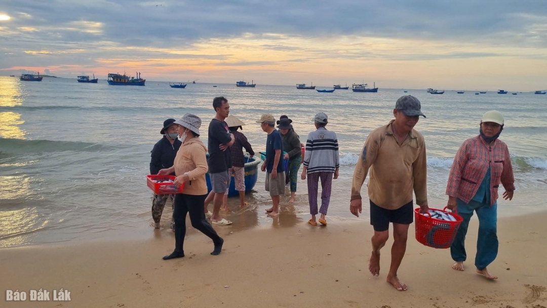 Khai thác hải sản ở làng chài Long Thủy (phường Bình Kiến).