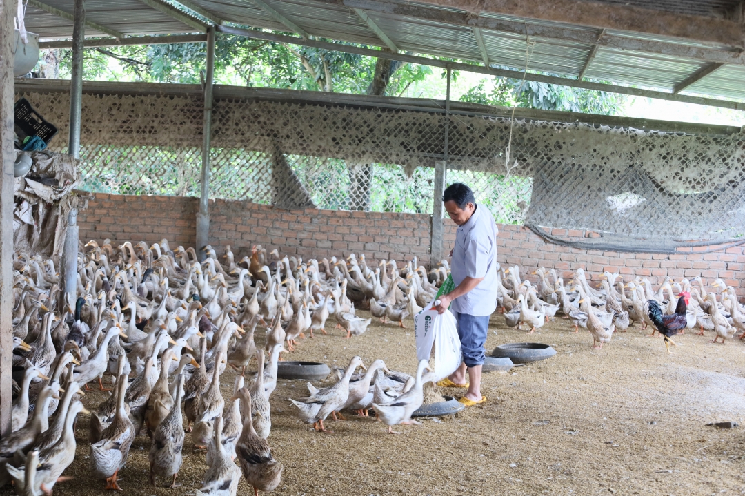 trại chăn nuôi vịt