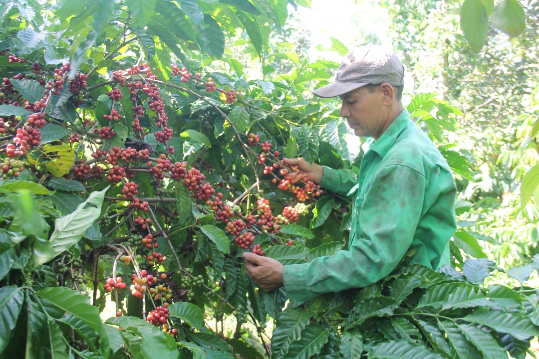 Vùng trồng cà phê trên địa bàn xã Ea Kao, TP. Buôn Ma Thuột. 