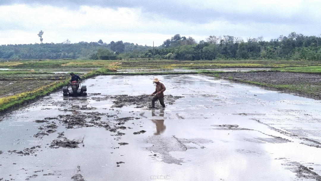 Nông dân trên địa bàn huyện Krông Pắc chuẩn bị đất canh tác vụ mới.