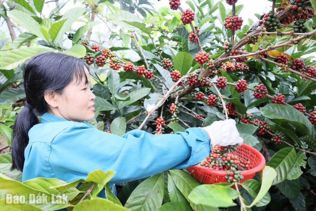 Nông dân hái cà phê đạt tỷ lệ chín cao sẽ góp phần nâng cao chất lượng và giá trị sản phẩm.