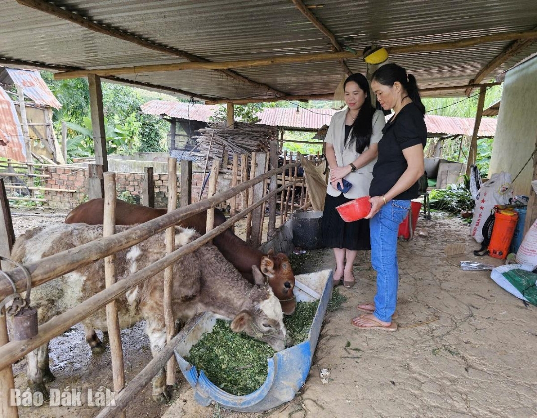 Nhờ có con đi xuất khẩu lao động mà gia đình bà Bùi Thị Tiến (xã Cư Pui, huyện Krông Bông) có vốn để phát triển chăn nuôi bò.