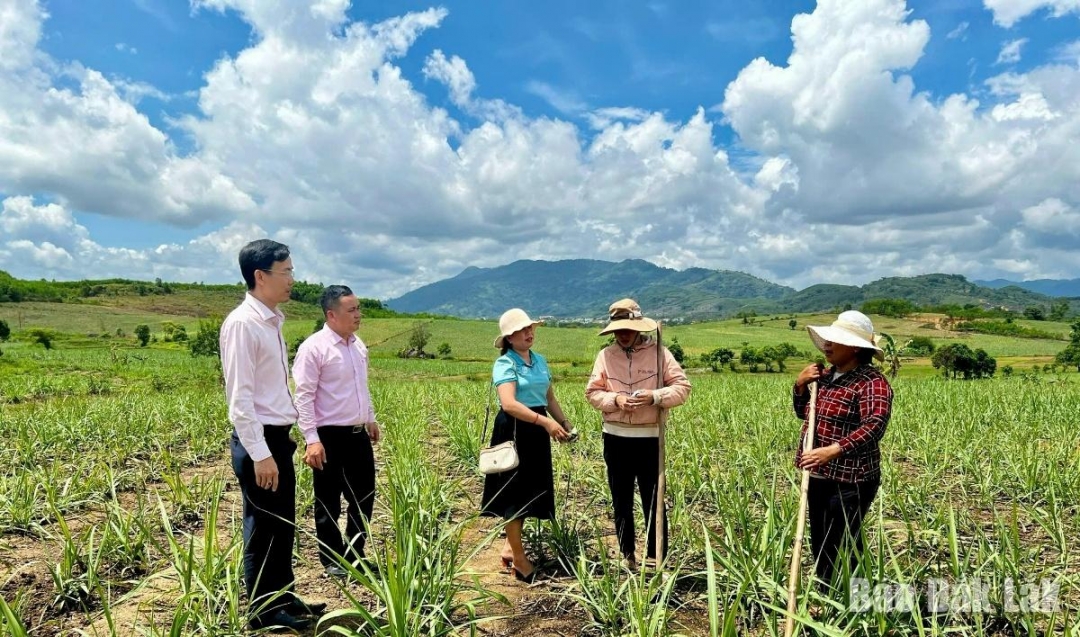 Cán bộ Phòng giao dịch Ngân hàng Chính sách xã hội huyện MDrắk kiểm tra hiệu quả sử dụng vốn vay ủy thác của hộ vay tại Krông Jing.