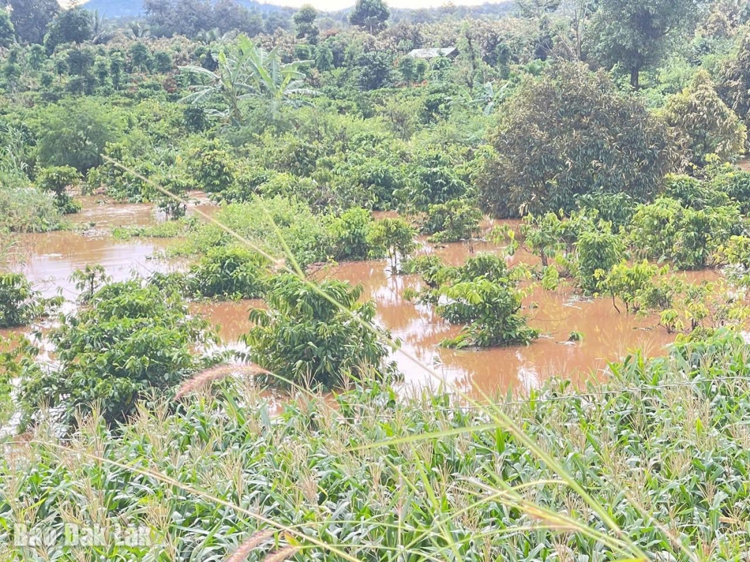 Nhiều tích cây trồng của người dân tại thôn 1 A bị nước ngập, gây nguy cơ ngập úng.