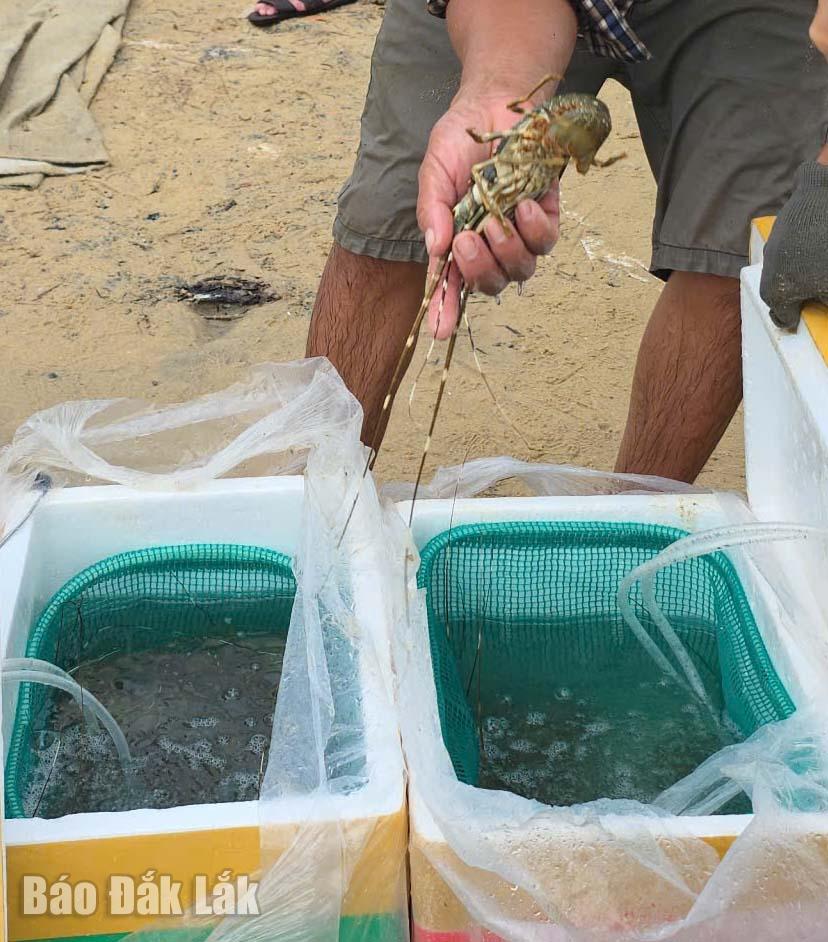Tôm hùm được chuyển qua các thùng xốp để chở đi vào vùng nuôi Đầm Môn.