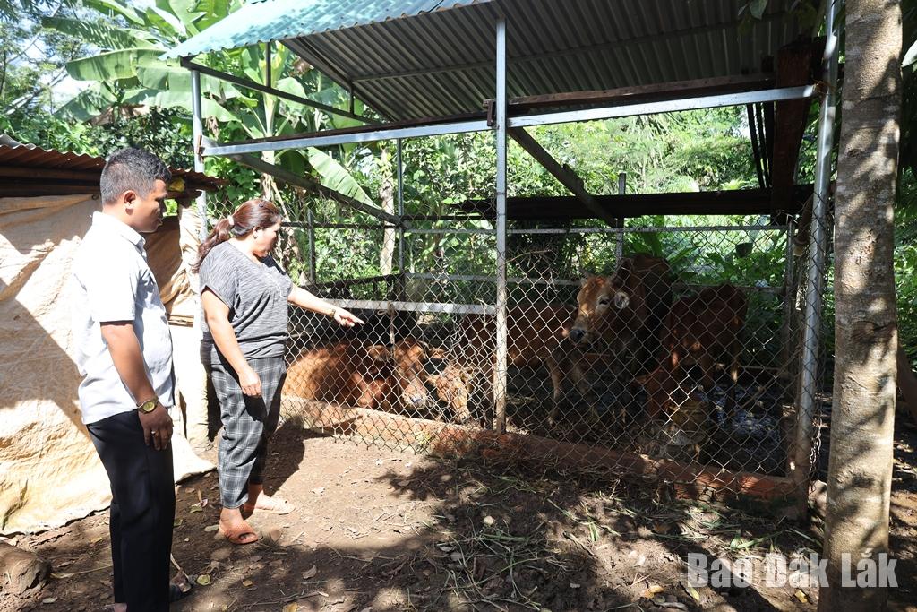 Gia đình bà H’Rưm Hwing ở buôn Pốk A, xã Quảng Phú được hỗ trợ 2 con bò từ nguồn vốn của Chương trình 1719 để phát triển sản xuất. 