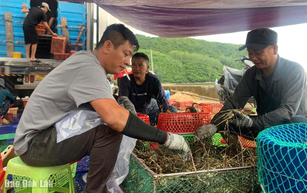 Thương lái phân loại tôm.