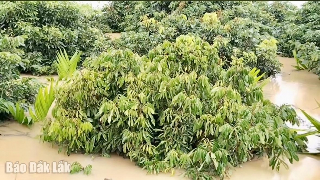 Nhiều diện tích cây trồng của người dân cũng bị ngập sâu trong nước.