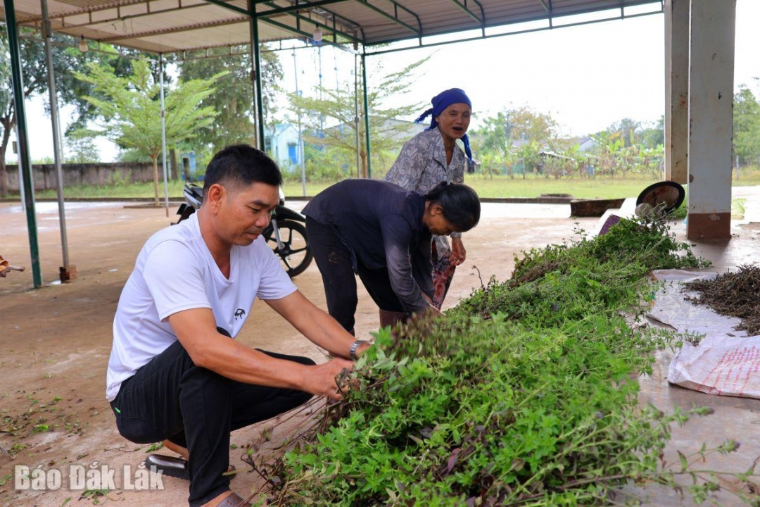 Trưởng buôn Ea Pri vừa tham gia lao động, vừa kết hợp tuyên truyền pháp luật cho bà con trên địa bàn.