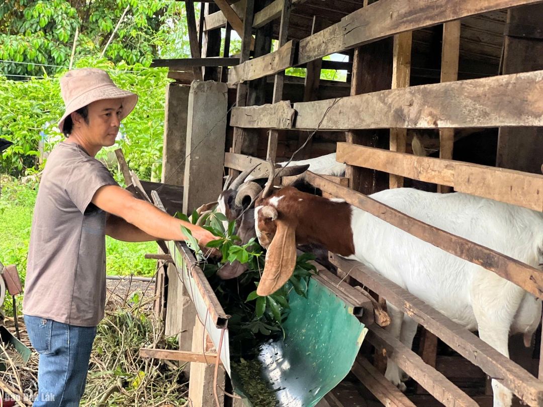 Mô hình nuôi dê của hộ anh Hứa Văn Hữu (dân tộc Tày) đang phát huy hiệu quả kinh tế tốt.
