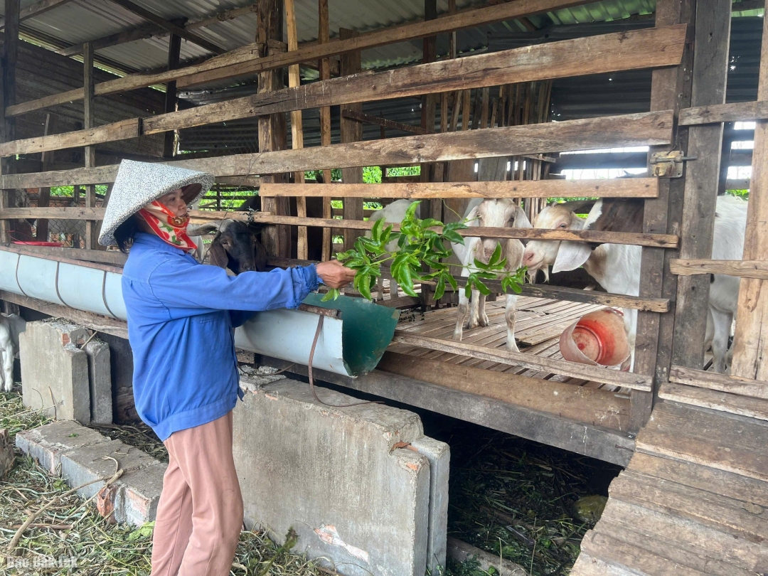 Nhờ nguồn vốn vay, gia đình chị Nông Thị Thời đã tìm được hướng gây dựng kinh tế.