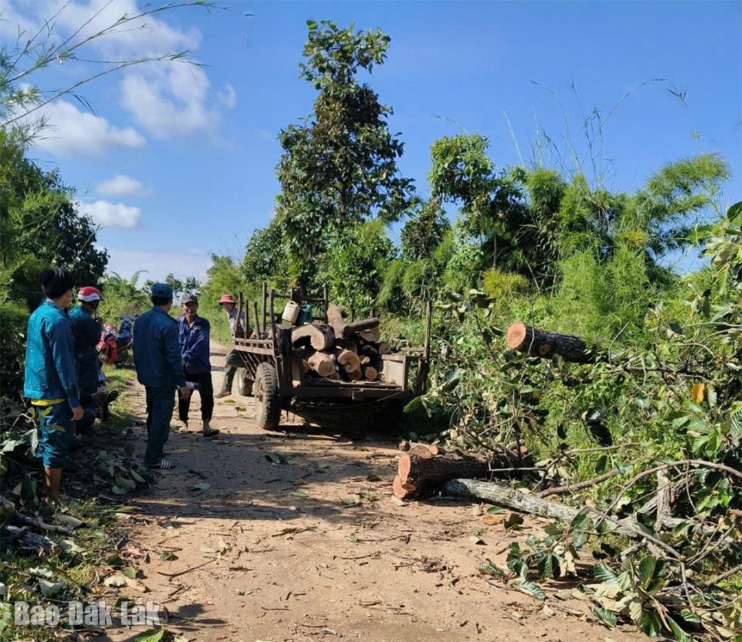 Người dân dọn dẹp cây cối gãy đổ